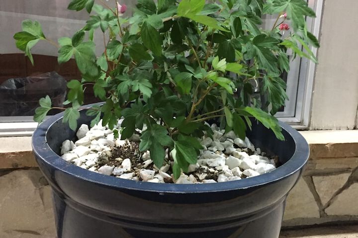 Cougar Land Motel - thumb 2