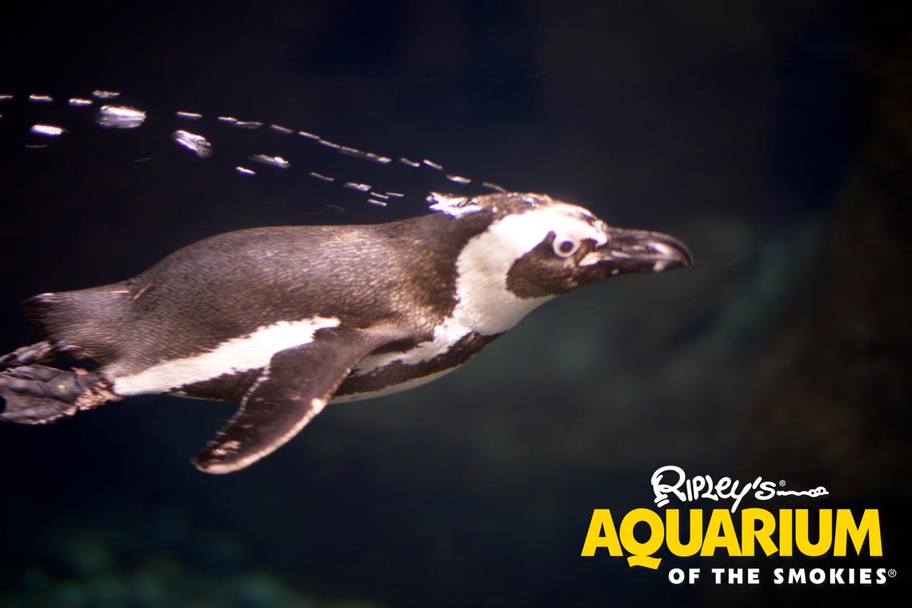 Whispering Pines 231 - thumb 20