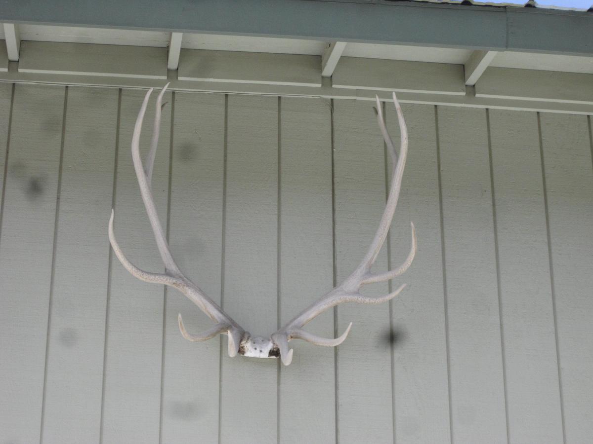 Wapiti Lodge - thumb 30