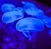 Shark Reef at Mandalay Bay Hotel and Casino - Accommodation Denver