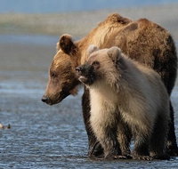 Alaska 7-Day Brown Bears and Denali Adventure from Anchorage - Accommodation Denver