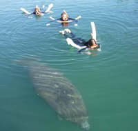 Manatee Snorkeling Tours - Accommodation Denver