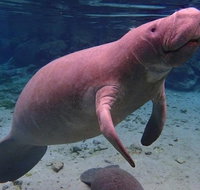 Swim with the Manatees Includes In-Water Guide/Photographer - Accommodation Denver