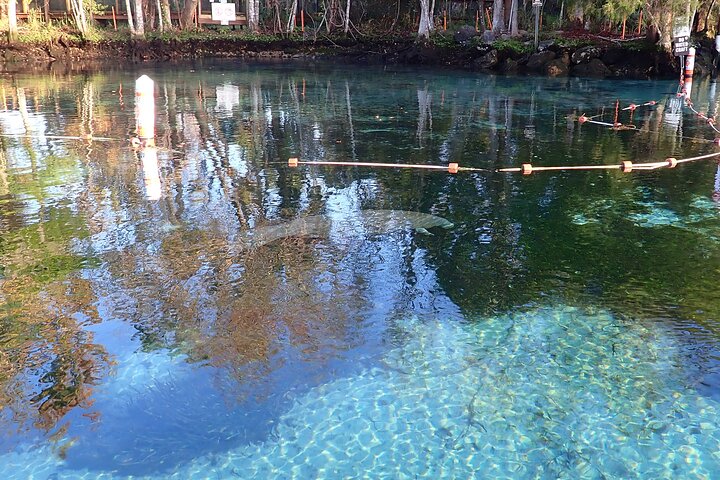 Manatee Viewing Cruise - thumb 3