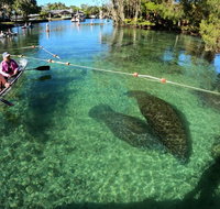 All Clear Kayak Manatee Viewing Ecotour With Local Guide - Accommodation Denver