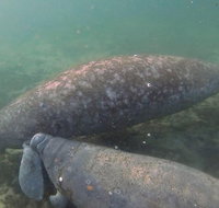 Swim With Manatees In Crystal River Florida - Accommodation Denver