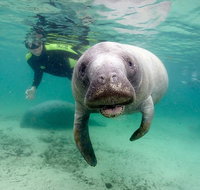 Manatee Snorkel Tour with In-Water Divemaster/Photographer - Accommodation Denver