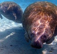 Small Group VIP Manatee Pontoon Tour - Accommodation Denver