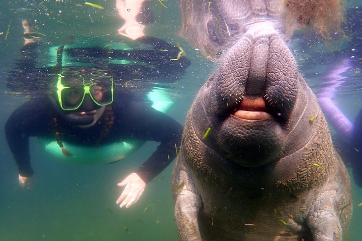 Private Manatee Tour - thumb 0