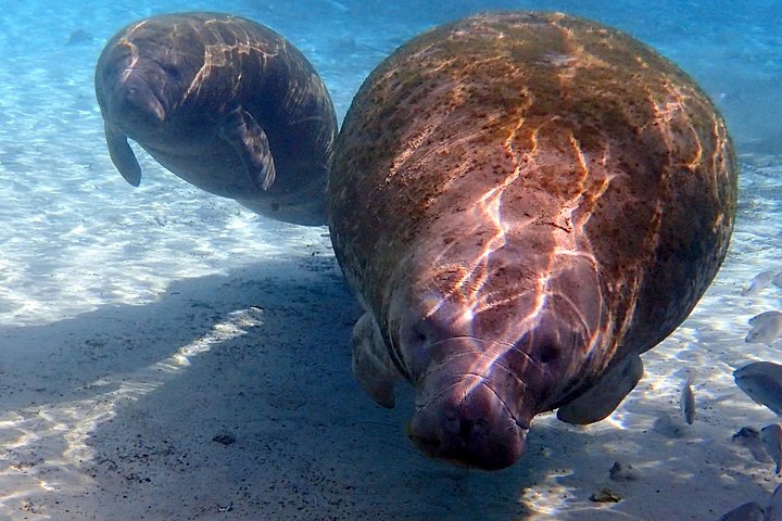 Private Manatee Tour - thumb 1
