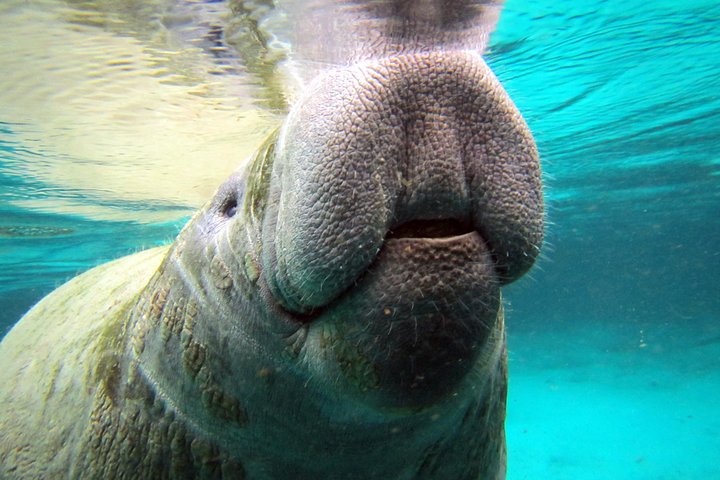 Private Manatee Tour - thumb 4