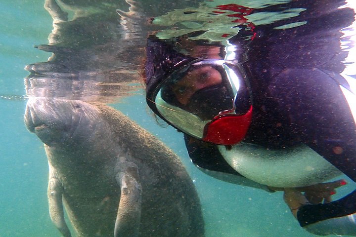 Private Manatee Tour - thumb 5