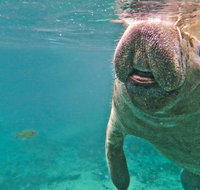 Self Drive Swim with Manatees on the Crystal River - Accommodation Denver