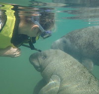 Deluxe Manatee Swim Tour - Accommodation Denver