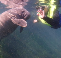 Manatees and Rainbow River by SCUBA or Snorkel - Accommodation Denver