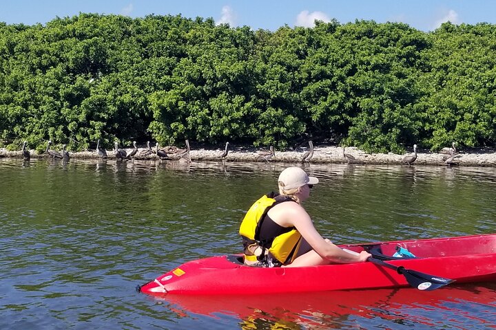 Indian River Clear Bottom Kayak Or Paddleboarding Manatee And Dolphin Tour - thumb 1
