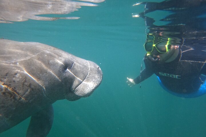 Small Group Manatee Snorkeling Adventure - thumb 0