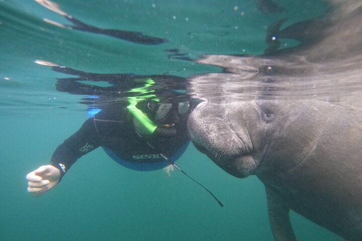 Small Group Manatee Snorkeling Adventure - thumb 4