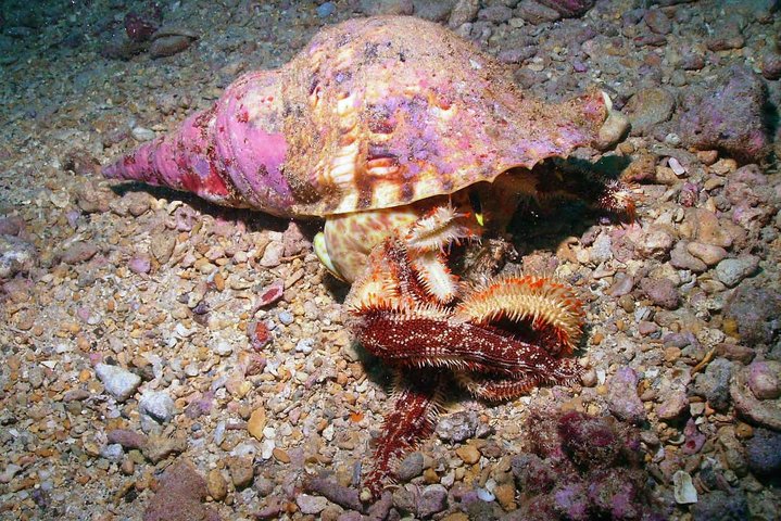Kauai's Ultimate South Shore 2 Tank Dive (Certified Divers Only) - thumb 2