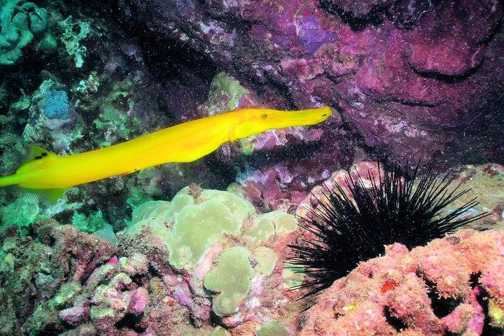 Kauai's Ultimate South Shore 2 Tank Dive (Certified Divers Only) - thumb 3