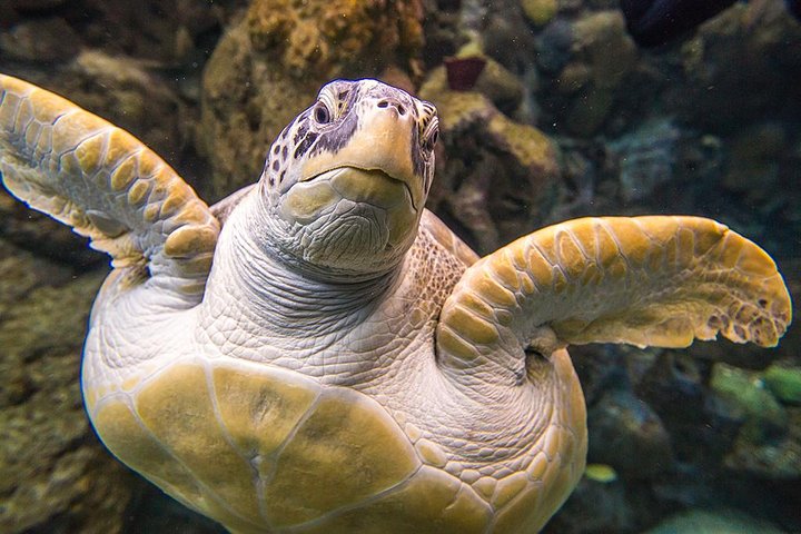 Tampa's ZooQuarium Admission - thumb 0