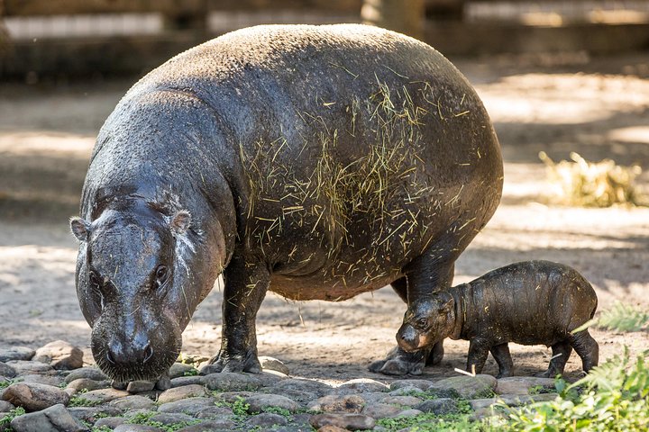 Tampa's ZooQuarium Admission - thumb 4