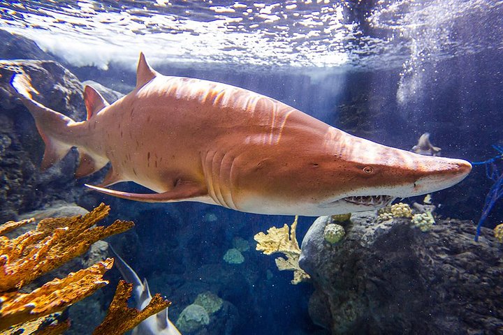 Tampa's ZooQuarium Admission - thumb 5