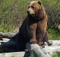 Alaska Wildlife Visit 1-hr. Glacier Cruise Adventure  Anchorage City Tour - Accommodation Denver