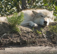 Glaciers and Wildlife Super Scenic Day Tour from Anchorage - Accommodation Denver