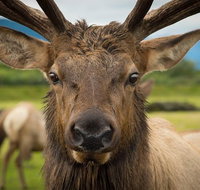 Glacier  Wildlife Discovery Tour - Accommodation Denver