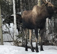 Winter - Wildlife  Turnagain Arm Tour - Accommodation Denver
