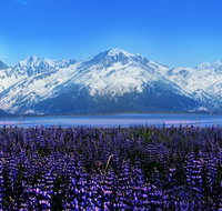 Alaska Wildlife Conservation Center Express - Accommodation Denver