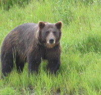 Bear Feeding at the Alaska Wildlife Conservation Center - Accommodation Denver