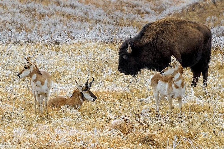 Jeep Bison Safari - Custer State Park - thumb 4