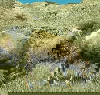 Private VIP Boutique Day Tour of Mt. Rushmore and The Badlands - Accommodation Denver