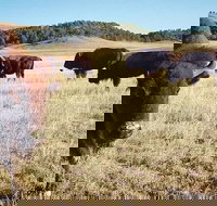 Private Mt Rushmore  Southern Black Hills Tour - Accommodation Denver