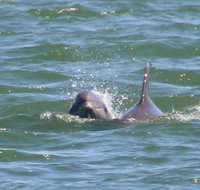 Clearwater Encounters with Dolphins Tour - Accommodation Denver