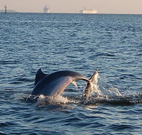 1.5-hour Dolphin Sightseeing Cruise from Tampa - Accommodation Denver