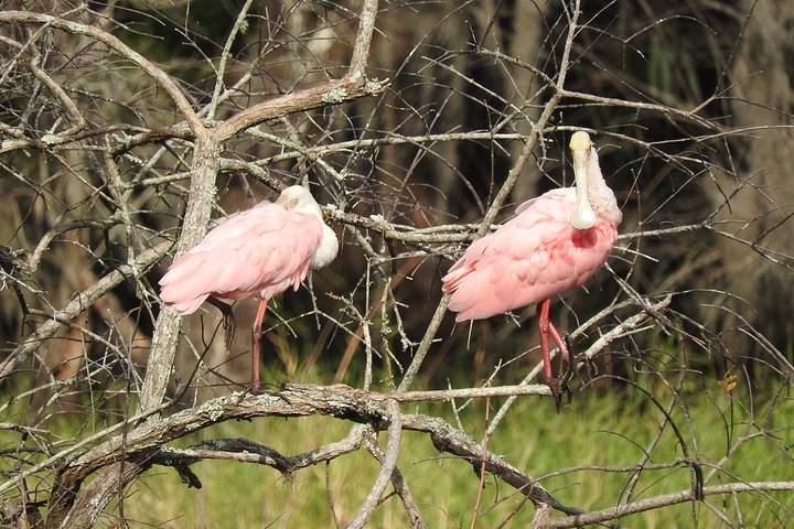 Everglades Adventure Day Trip From Greater Fort Myers/Naples Area - thumb 2