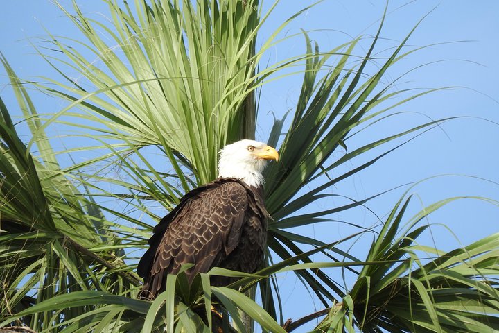 Everglades Adventure Day Trip From Greater Fort Myers/Naples Area - thumb 3