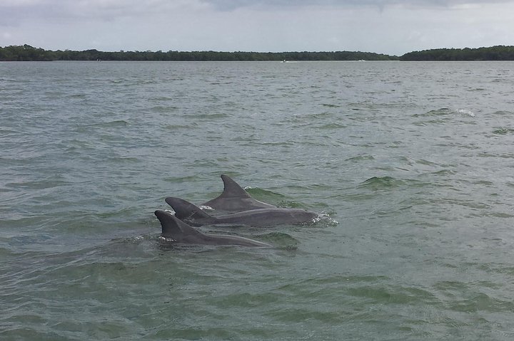 Everglades Adventure Day Trip From Greater Fort Myers/Naples Area - thumb 4