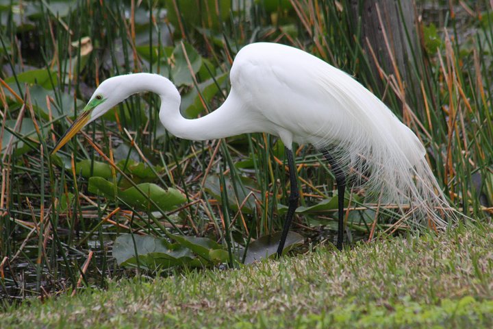 Everglades Adventure Day Trip From Greater Fort Myers/Naples Area - thumb 5