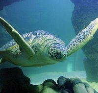 SEA LIFE Aquarium Minnesota Admission Ticket at Mall of America - Accommodation Denver