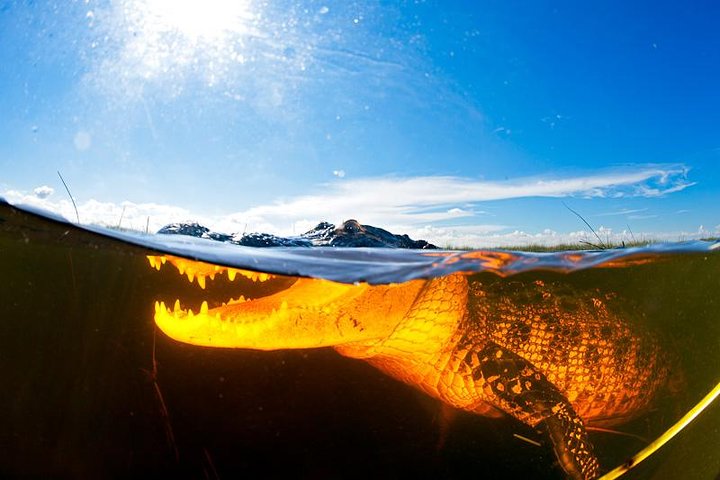 Florida Everglades Airboat Adventure and Wildlife Encounter